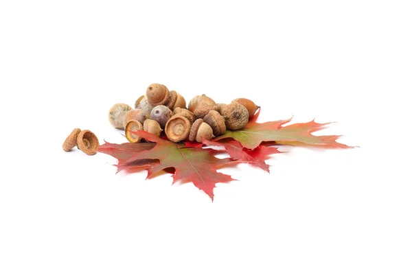 Nádherné podzimní listy a žaludy na bílé. — Stock fotografie
