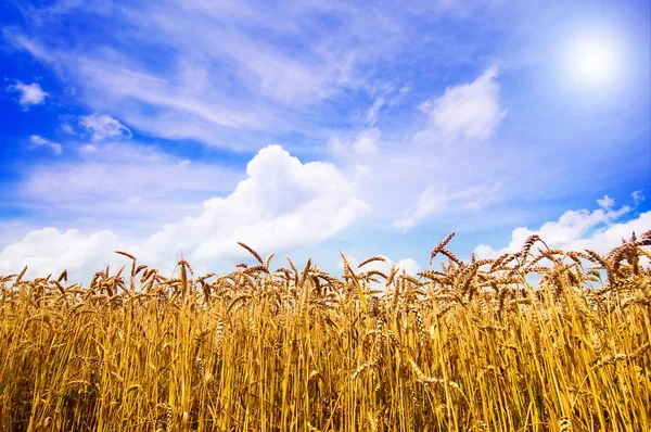 Nyári mező kifejlett arany gabona. — Stock Fotó
