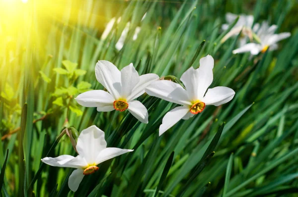 楽しい日没と春の花. — ストック写真