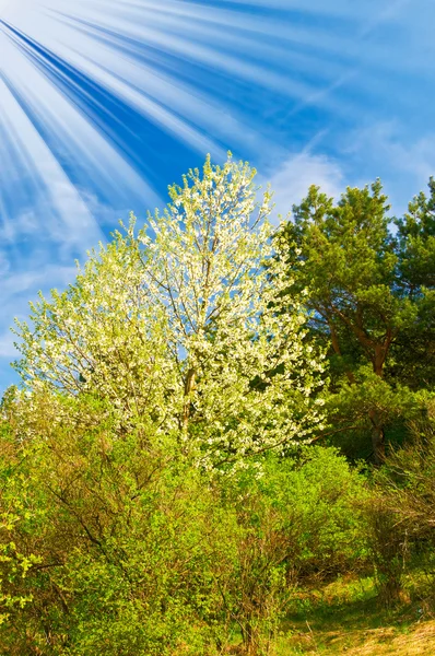 Mooie zon boven voorjaar bos door lente. — Stockfoto