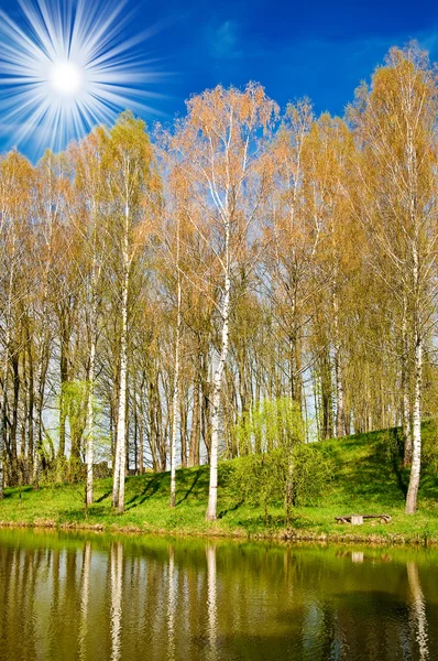 Bosque de primavera junto al bonito estanque . —  Fotos de Stock