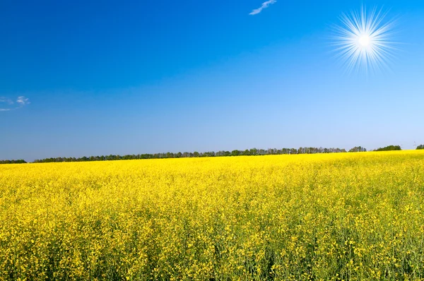 Meraviglioso campo di colza dorato e sole divertente . — Foto Stock