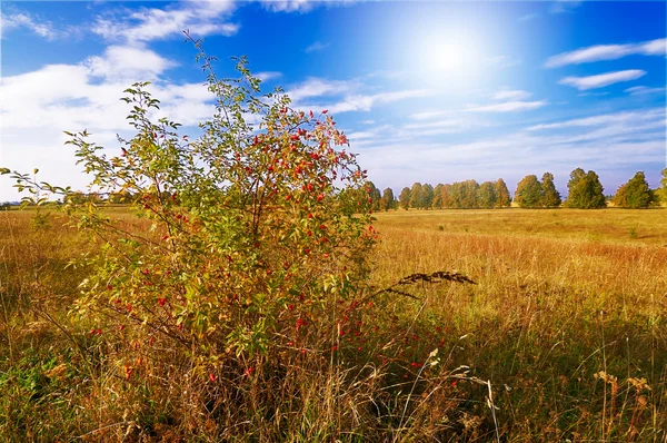 Wildrose und Sonne zum Herbst. — Stockfoto
