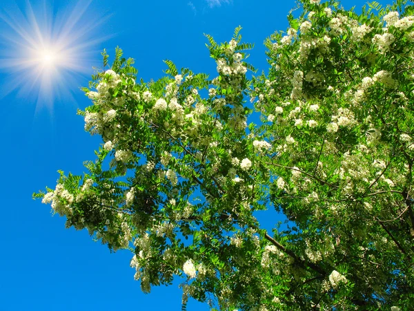Strålande blå himmel med solen och vit acacia . — Stockfoto