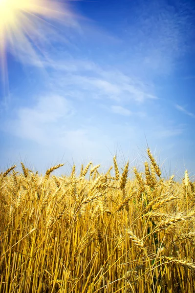 Ouro, trigo maduro contra fundo céu azul. — Fotografia de Stock