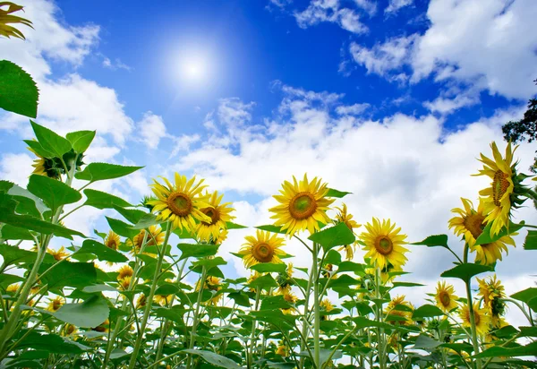 Niesamowite, zabawa słoneczniki przeciw błękitne niebo. — Zdjęcie stockowe
