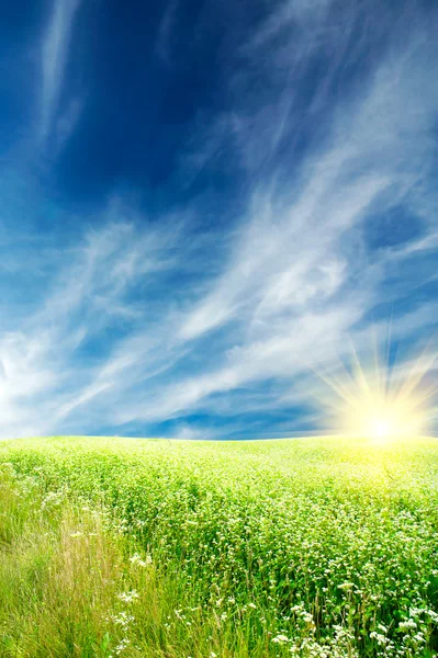 Campo cheio de trigo mourisco e paisagem nublada com raios de sol . — Fotografia de Stock