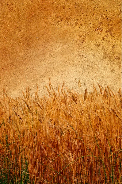 Прекрасная старая стена и спелая пшеница, наклеенная на нее . — стоковое фото