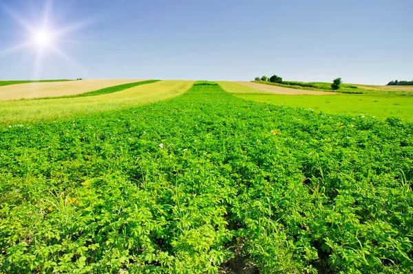 Landschap van aardappelaanplant. — Stockfoto