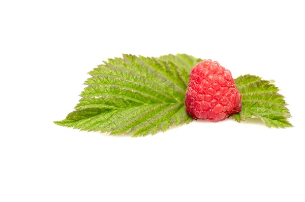 Alone ripe raspberry isolated on a white background. — Stock Photo, Image