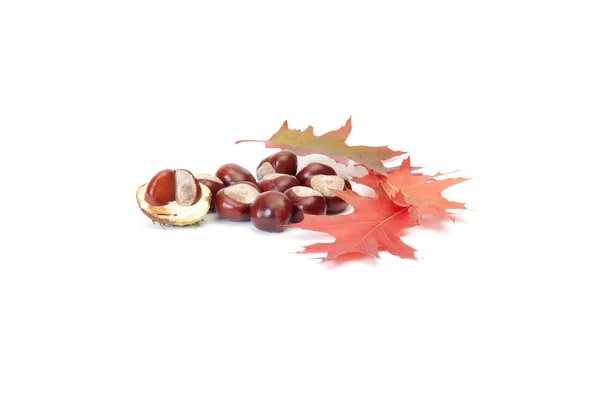Splendid autumn chestnuts and leaves. — Stock Photo, Image