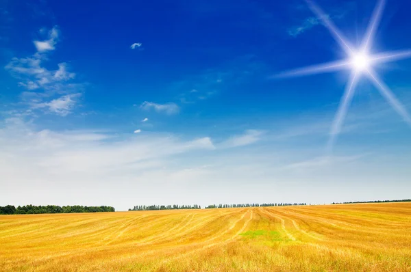 Sklizeň pšenice a strniště v létě. — Stock fotografie