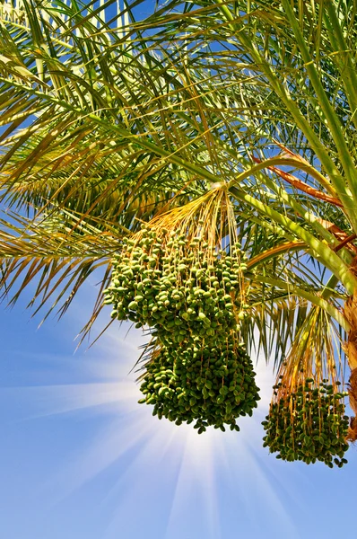 Date palm with bunches of unripe dates. — Stock Photo, Image