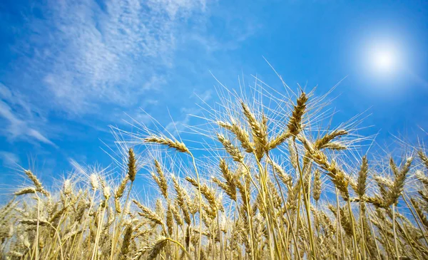 Vista de verano del trigo maduro . — Foto de Stock