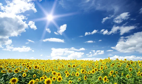 Zonnebloemen veld door zomer. — Stockfoto
