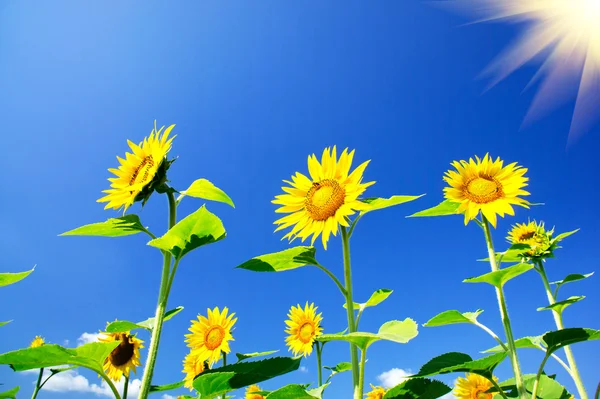 Jemné slunečnice a zábavy slunce na obloze. — Stock fotografie