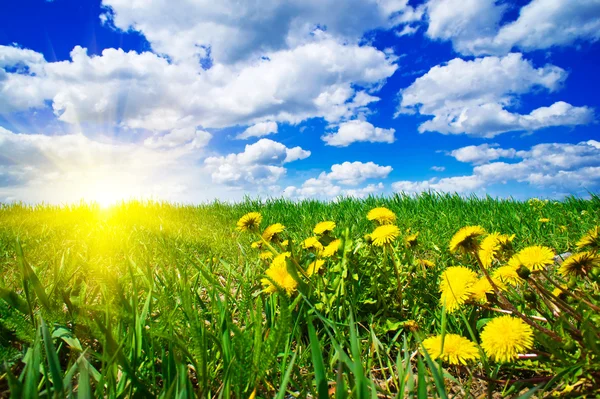 Spring morning above green field. — Stock Photo, Image