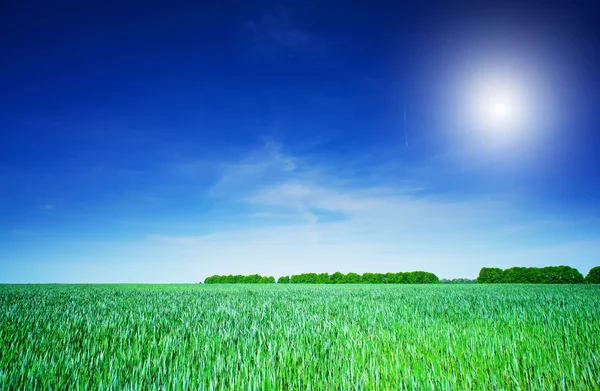 Πράσινο σιτάρι και το όμορφο μπλε ουρανό με ήλιο绿色小麦和美丽的蓝天与太阳. — Φωτογραφία Αρχείου