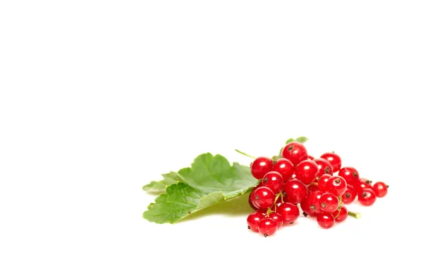 Red currant and green leaf on a white. — Stock Photo, Image