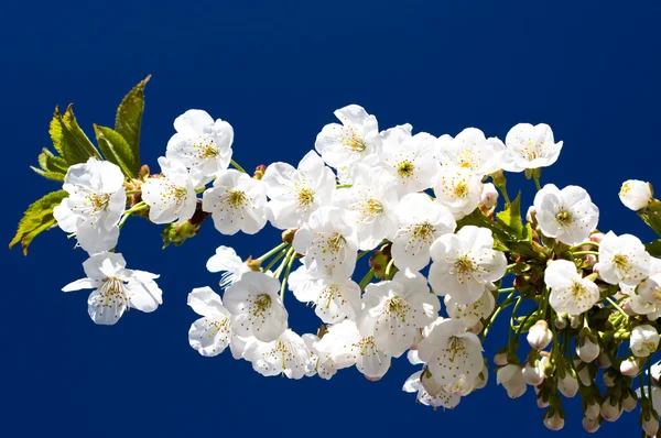 Astonishing image of blooming cherry. — Stock Photo, Image