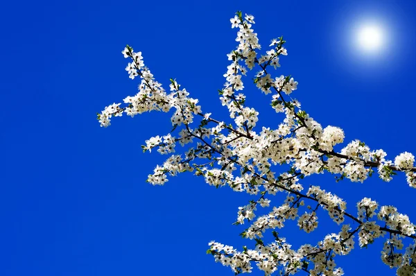 Vackra plommonträd blossom. — Stockfoto