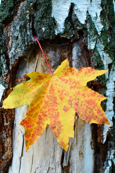 白樺の樹皮にゴールデン イエロー カエデの葉 . — ストック写真