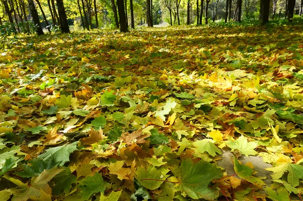 金色的秋天来了在格罗夫. — 图库照片