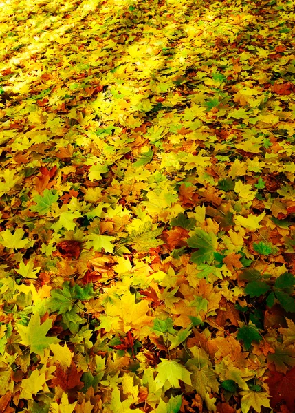 Maravillosa alfombra de follaje de otoño . — Foto de Stock