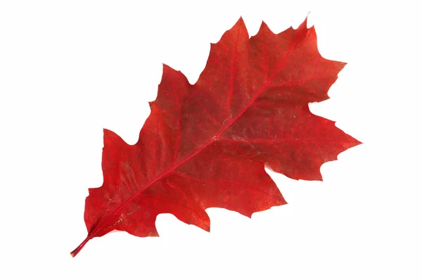 Autumnal leaf on a white. — Stock Photo, Image
