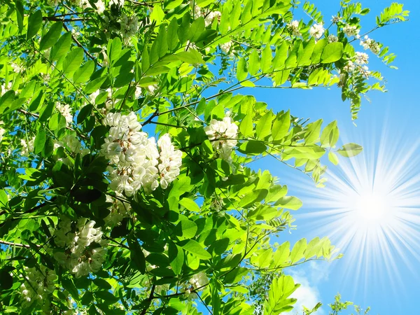 Underbar utsikt över vita acacia och roliga solen på himlen. — Stockfoto