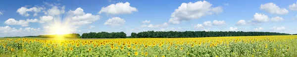 Plantation of golden sunflowers. Royalty Free Stock Images