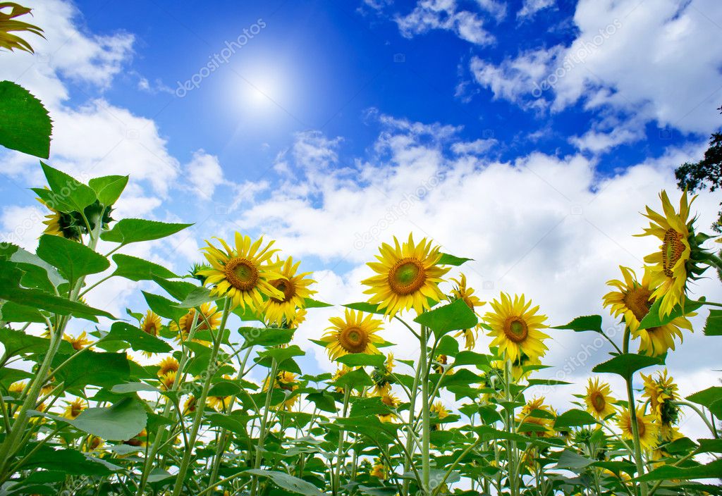 Amazing , fun sunflowers against blue sky.