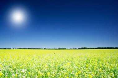 Golden rapeseed field under blue sky and sun. clipart