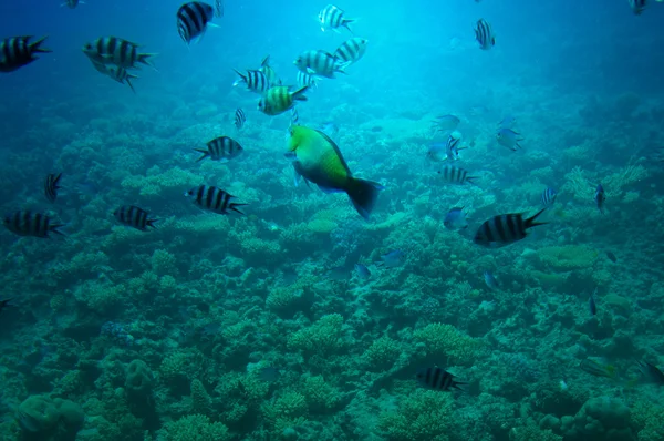 Víz alatti táj, a Vörös-tenger. — Stock Fotó