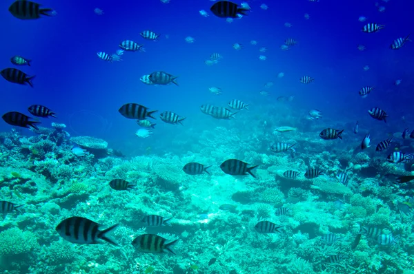 Onderwater landschap van de rode zee. — Stockfoto