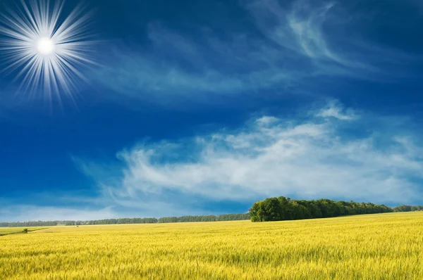 Green wheat and beautiful blue sky. — Stock Photo, Image