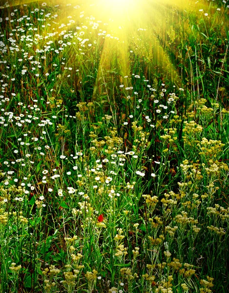 素晴らしい緑の草原. — ストック写真