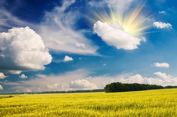 Letní krajina pšeničného pole. — Stock fotografie