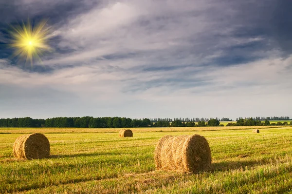 Meadow of hay bales. — Stock Photo, Image