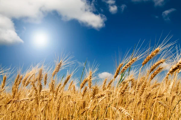 Goldener, reifer Weizen vor blauem Himmel. — Stockfoto