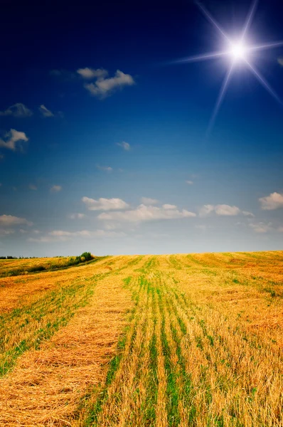 Harvest of wheat and stubble by summertime. — Stock Photo, Image