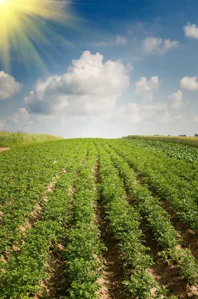 Landschap van aardappelaanplant — Stockfoto