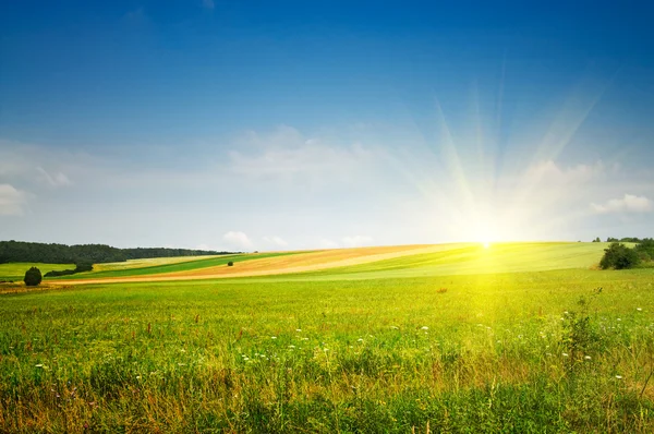穏やかな夏の草原と素晴らしい青空. — ストック写真