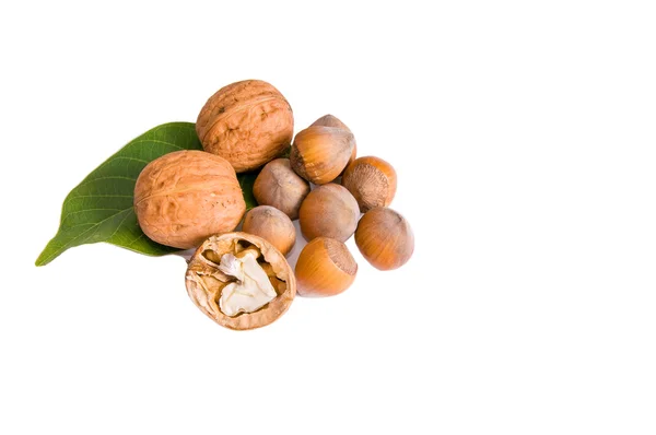 Zralé ořechy na bílé. — Stock fotografie
