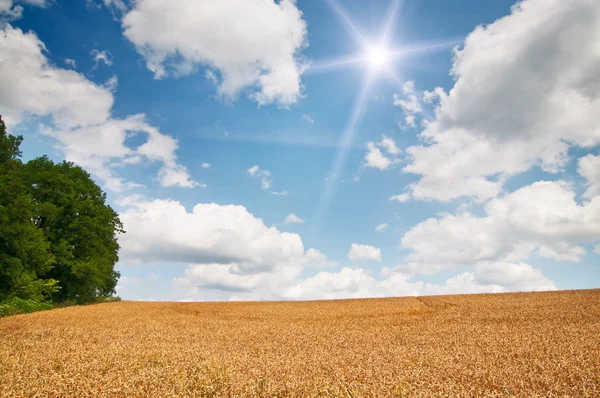 Amazing summer landscape with cereals field and fun sun. — Stock Photo, Image