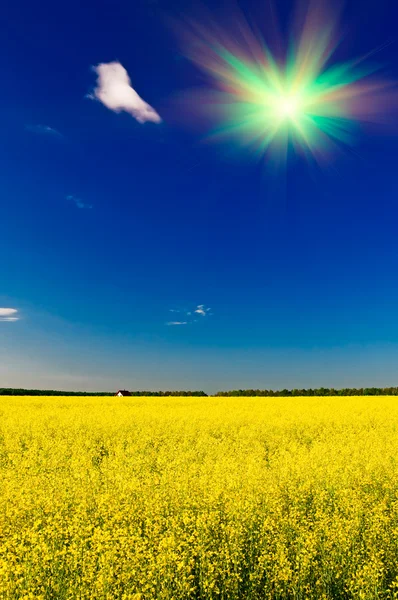 Wonderful house among golden rapeseed field and fun sun. — Stock Photo, Image