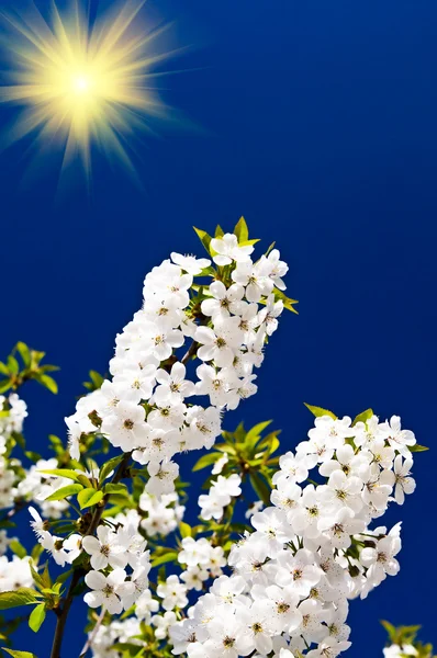 Prachtige zonnestralen en bloeiende kersen tak door lente. Stockfoto