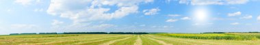 Panoramic view of cereal field and sunflowers. clipart