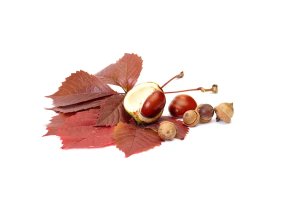 Fun acorns and leaves with chestnuts. — Stock Photo, Image