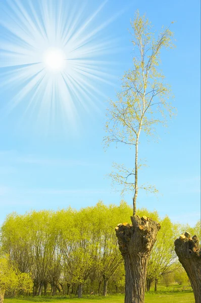 老树桩和小白桦在一片蓝天. — 图库照片